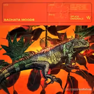 Splice Originals Bachata Moods [WAV]